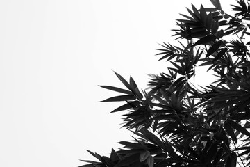 bamboo leaves on pale white background - monochrome