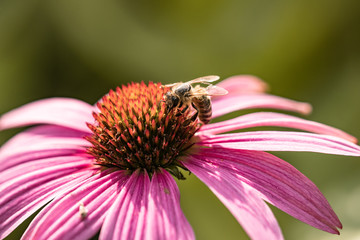 bee on flower