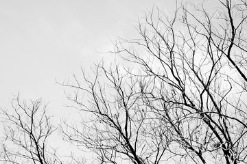 Fototapeta na wymiar Bare tree branches - worm eye view - monochrome