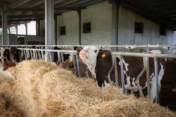 Dairy cows eating hay in the stable. Puglia region, Italy