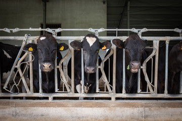 Dairy black and white cows in a farm. Puglia region, Italy