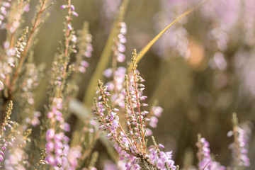 pink flowers in spring