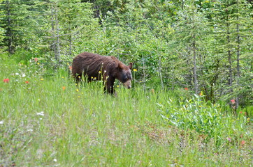 Brown Colored Black Bear in Jasper National Park