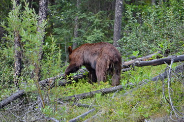 Obraz na płótnie Canvas Brown Colored Black Bear in Jasper National Park