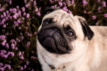 Obraz premium pug in front of a black background