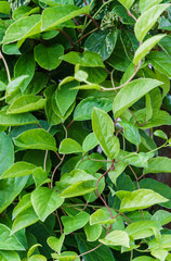 Green vine from leaves of Chinese magnolia vine garden.