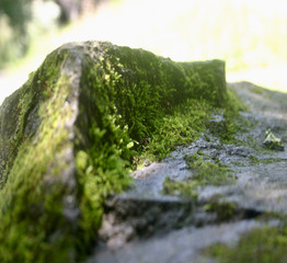 Moss on Broken Rock