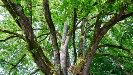 Baumäste, Verästelung von unten, Baum