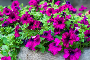 Purple flowers morning glory in a pot