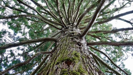 Baumäste, Verästelung von unten, Baum