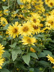 (Helianthus decapetalus 'Meteor') Massif de hautes tige de tournesol vivace ou hélianthes à dix pétales aux ligules jaunes or et au coeur jaune orangé 