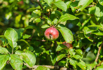 Branches of ripening apples in a village garden.