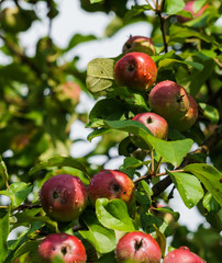 Branches of ripening apples in a village garden.
