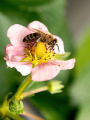 Biene auf Erdbeerblüte