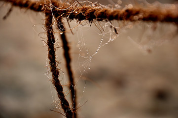 spiders web with drops