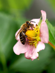 Biene auf Erdbeerblüte