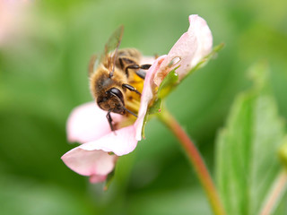 Biene auf Erdbeerblüte