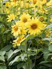 Obraz premium (Helianthus decapetalus 'Meteor') Tournesol à feuilles minces ou hélianthe à dix pétales jaune or et au coeur jaune orangé