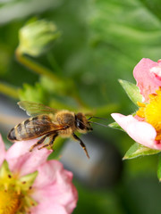Biene auf Erdbeerblüte