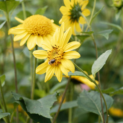 Gros plan sur fleur jaune citron de tournesol vivace ou hélianthe à dix pétales au nectar butiné par une abeille  (Helianthus decapetalus 'Meteor')