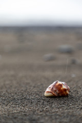 Close up of a red shell in a volcanic beach sand in Bali, Indonesia