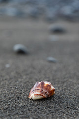 Close up of a red shell in a volcanic beach sand in Bali, Indonesia