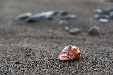 Close up of a red shell in a volcanic beach sand in Bali, Indonesia
