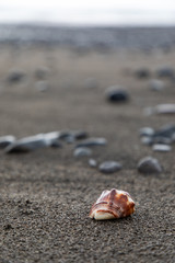 Close up of a red shell in a volcanic beach sand in Bali, Indonesia