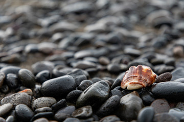 Close up of a red shell in a volcanic beach sand in Bali, Indonesia