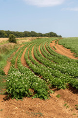 Fototapeta na wymiar Gloucestershire, England, UK. August 2019. A crop of Markies variety of potatoes growing in a field near Ford in Gloucestershire