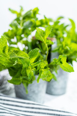 Garden mint