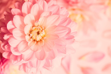 pink dahlias macro. background with pink flowers. delicate greeting card with pink dahlias.