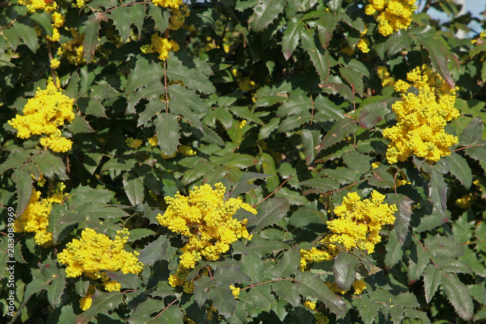 Canvas Prints Mahonia aquifolium	