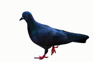 pigeon isolated