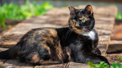 Frightened cat in the garden on old boards