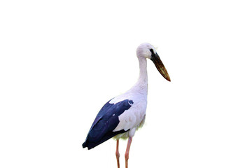Woolly-necked Stork isolated