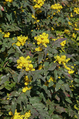 Mahonia aquifolium	