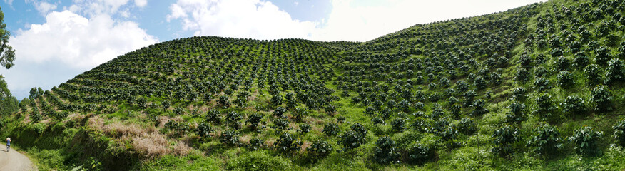 Girl Walking near the Coffee Crops