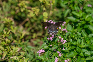 butterfly on flower