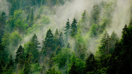 Nebel in den Bäumen am Berghang