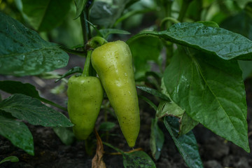 bell pepper plant with  green fruits