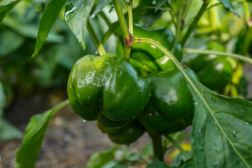 bell pepper plant with  green fruits after watering