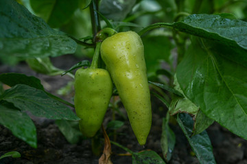 bell pepper plant with  green fruits after watering