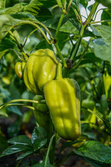 bell pepper plant with  green fruits 