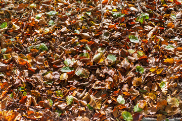 colorful leaves 