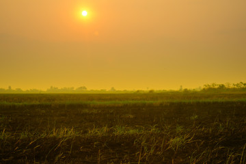 landscape grass field with sunrise