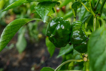 bell pepper plant with  green fruits close up