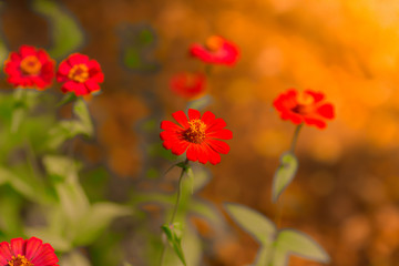 Obraz na płótnie Canvas red flowers in the garden