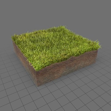 Grass cross section 2