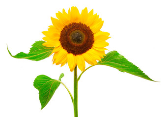 Obraz premium Drei Sonnenblumen isoliert auf weißem Hintergrund